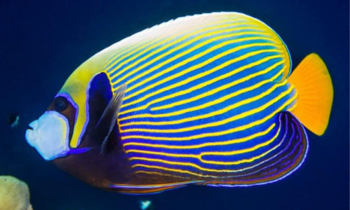 Emperor Angelfish