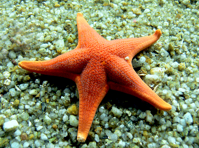 biology-jellyfish-fish-fauna-starfish-coral-342912-pxhere.com