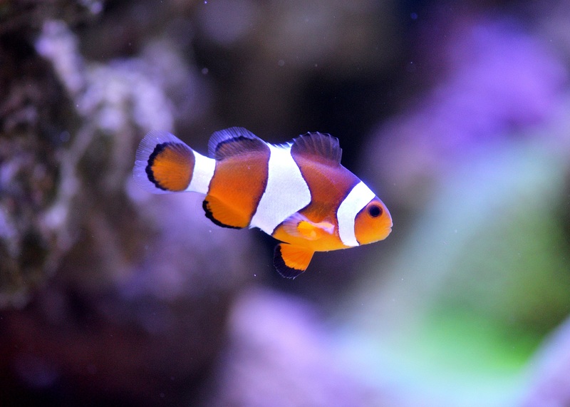 sea-photography-flower-underwater-biology-blue-605477-pxhere.com