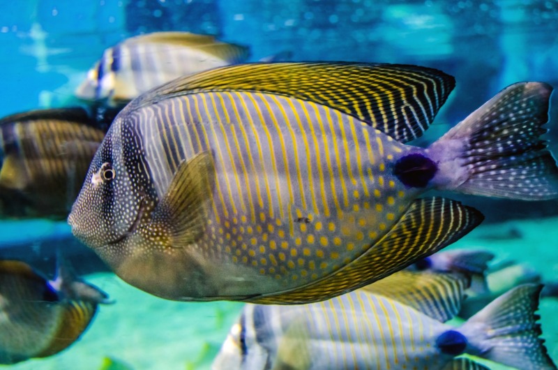 sea-water-animal-wild-underwater-biology-1005932-pxhere.com