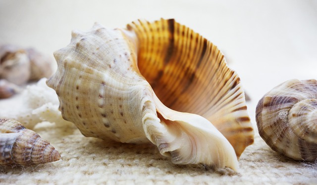 shell-g56bf584b9_640