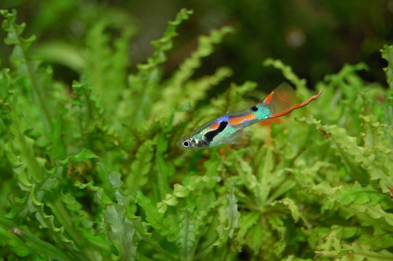 water-grass-meadow-leaf-flower-animal-1395226-pxhere.com