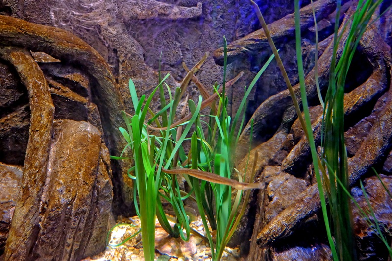 water-nature-wildlife-underwater-swim-biology-885279-pxhere.com