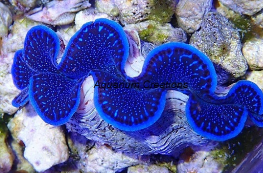 Tridacna Clams